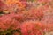 Colorful leaves in the garden at Tofukuji temple, landmark and famous for tourist attractions in Kyoto, Japan. Autumn foliage