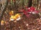 Colorful leaves on a hiking trail on the Appalachian Trail