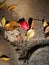 Colorful leaves lying on the wet ground