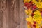 Colorful leaves of maple,  Rowan, chestnut, Parthenocissus on wooden background.