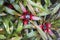 Colorful leaves of Neoregelia bromeliad