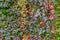 Colorful leaves of Parthenocissus Quinquefolia vine plant in autumn