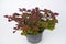 colorful leaves pattern coleus leaves or Coleus Scutellaricides is a species of flowering plant isoleted on white backgroun