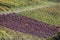 Colorful leaves on rows of vines in vineyards near Rotenberg, Germany