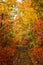 Colorful leaves of trees in the autumn forest, colors of leaf-fall. Autumnal forest landscape.