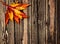 Colorful leaves on a wooden background