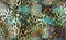 Colorful leopard skin pattern texture