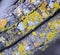 Colorful Lichen
