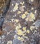 Colorful Lichen Background