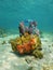 Colorful life underwater with sea sponge and coral