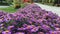 Colorful lilac aster alpinus flowers growing and blooming on a sunny late summer day, bees and butterflies flying around