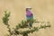 A colorful lilac-breasted roller sitting on tree during safari in Serengeti National Park, Tanzania. Wild nature of Africa