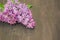 Colorful lilac flowers on wooden background