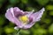 Colorful Lilac and PurpleBread seed Poppy Flower in the wind on a green spring garden. Gentle movements in the spring breeze.