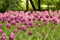 Colorful lilac and rosy tulips flowerbed