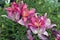 Colorful lillies in a summer garden.