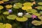 Colorful Lily Pads on a Pond