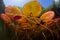 Colorful Lily Pads Underwater on Edge of Lake