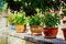 Colorful lined up flowerpots