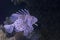 Colorful lionfish close-up