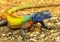 Colorful lizard at Matopos NP