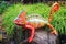 Colorful lizard statue