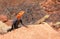 Colorful lizards peeking from a rock