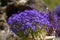 Colorful Lobelia flower in the summer garden