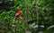 A colorful lonely parrot among the green trees in nature