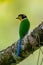 Colorful Long-tailed Broadbill perching on a perch with blur yellowish green background