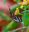 Colorful Longing Butterfly