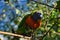 a colorful lori in the branches. loris are a species of parrot