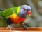 Colorful lori parrot bird close up in Spain