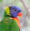 Colorful Lorikeet