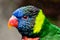 Colorful Lorikeet bird