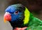 Colorful lorikeet bird