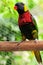 Colorful lorikeet bird