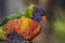 Colorful Lorikeet Bird Portrait isolated from background