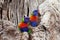 Colorful Lorikeet birds in colorless tree, nature in Australia