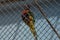 Colorful lorikeet in an iron cage