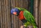 Colorful Lorikeet parrot.