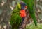 Colorful Lorikeets Perched on a Branch