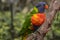 Colorful Lorikeets Perched on a Branch