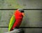 Colorful Lory
