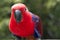 Colorful Lory- parrot