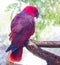 colorful lovely parrot on blur background