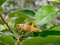 Colorful lubber grasshopper clings to grass stalk