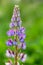 Colorful lupine flower on blurred green