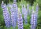 Colorful Lupine flowers in a field