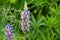 Colorful lupine flowers on green meadow